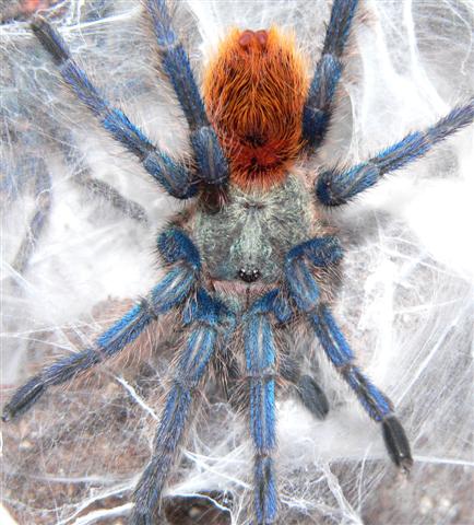 Chromatopelma cyaneopubescens