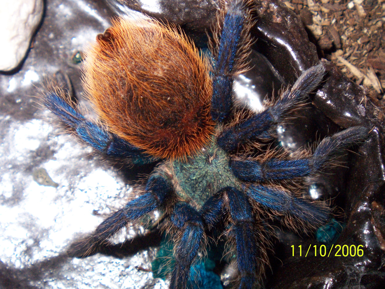 Chromatopelma cyaneopubescens