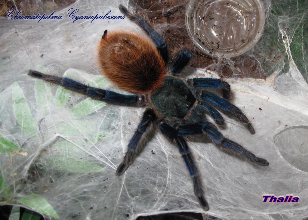 Chromatopelma cyaneopubescens