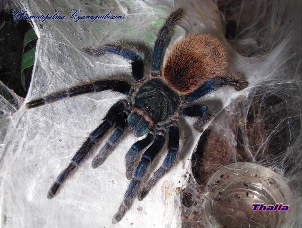 Chromatopelma cyaneopubescens