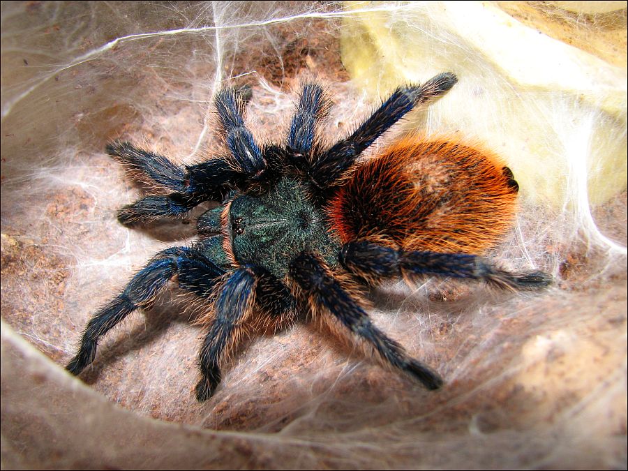 Chromatopelma cyaneopubescens