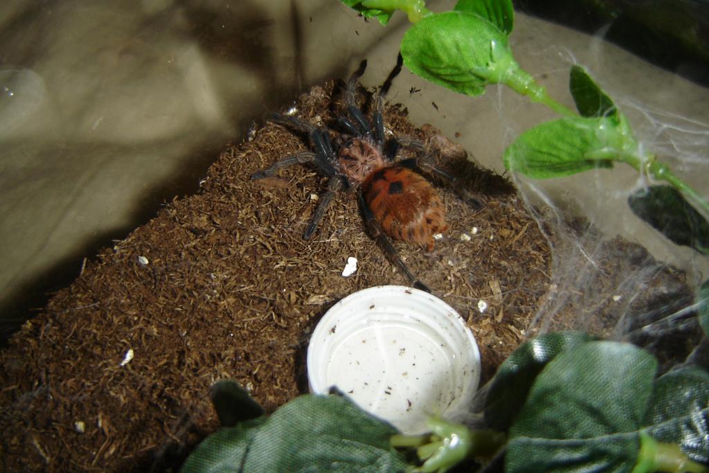 Chromatopelma cyaneopubescens