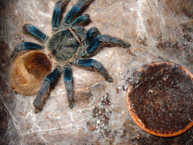 Chromatopelma cyaneopubescens