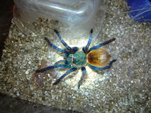 Chromatopelma cyaneopubescens