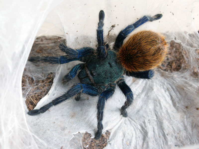 Chromatopelma Cyaneopubescens