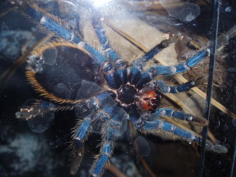 Chromatopelma Cyaneopubescens