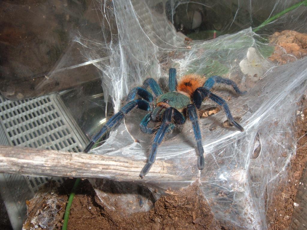 Chromatopelma cyaneopubescens