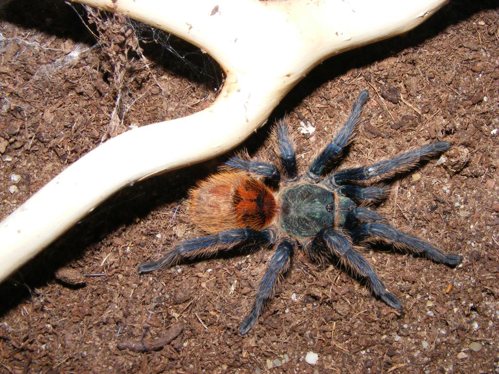 Chromatopelma Cyaneopubescens