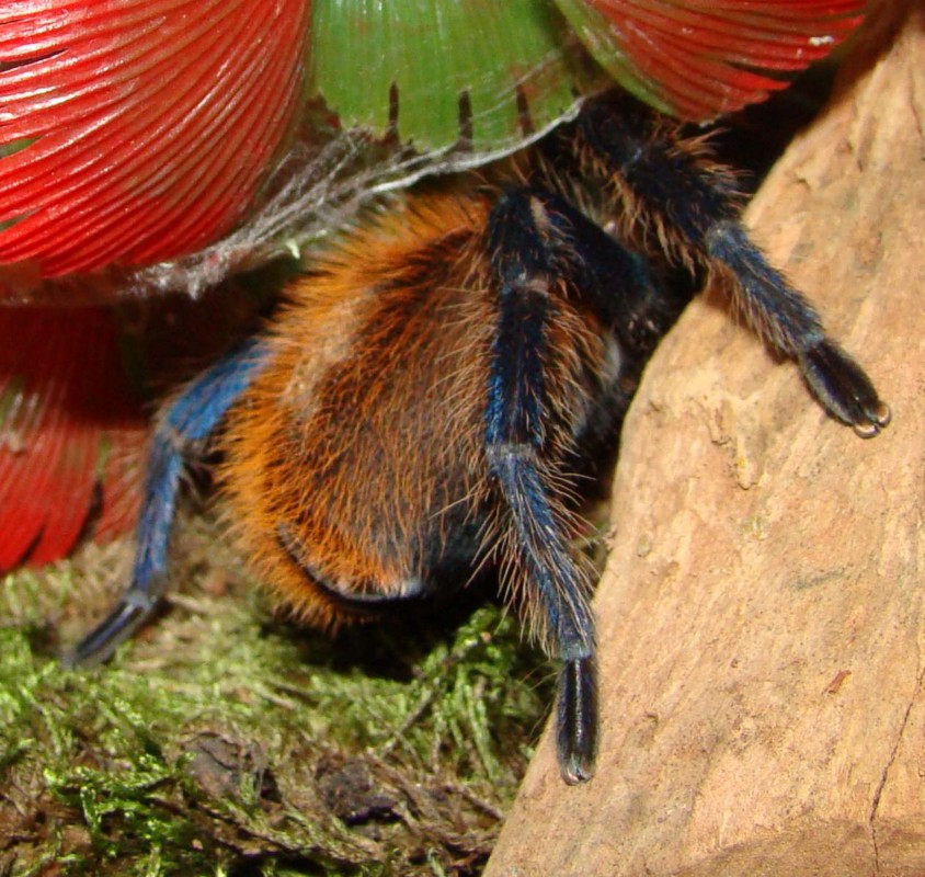 Chromatopelma Cyaneopubescens.