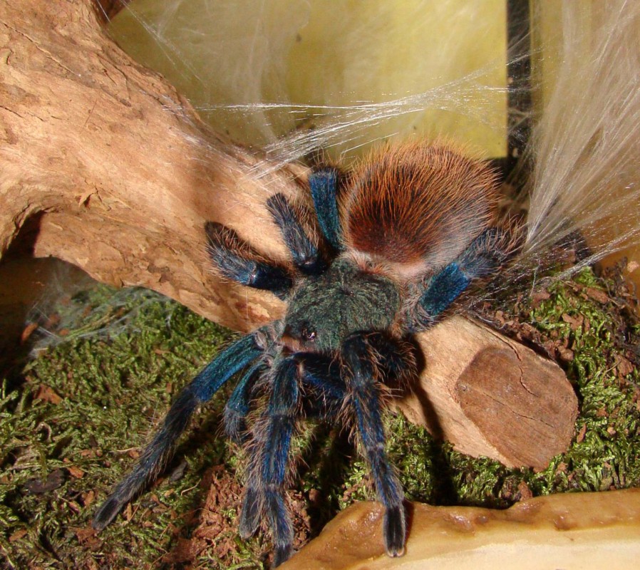 Chromatopelma Cyaneopubescens.