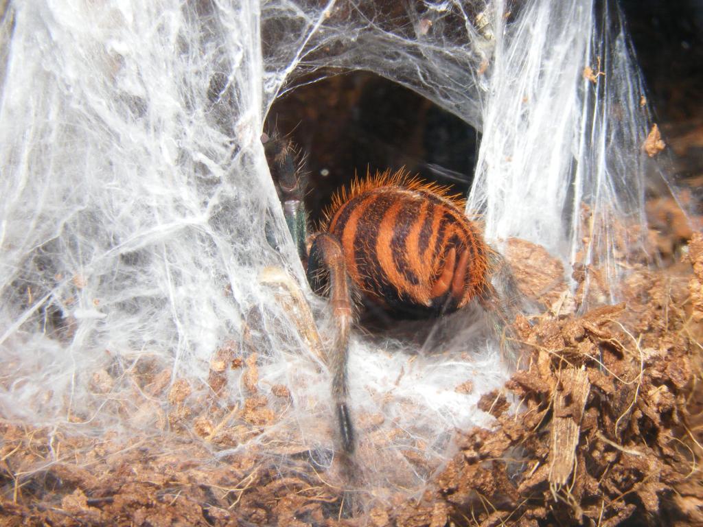 Chromatopelma Cyaneopubescens