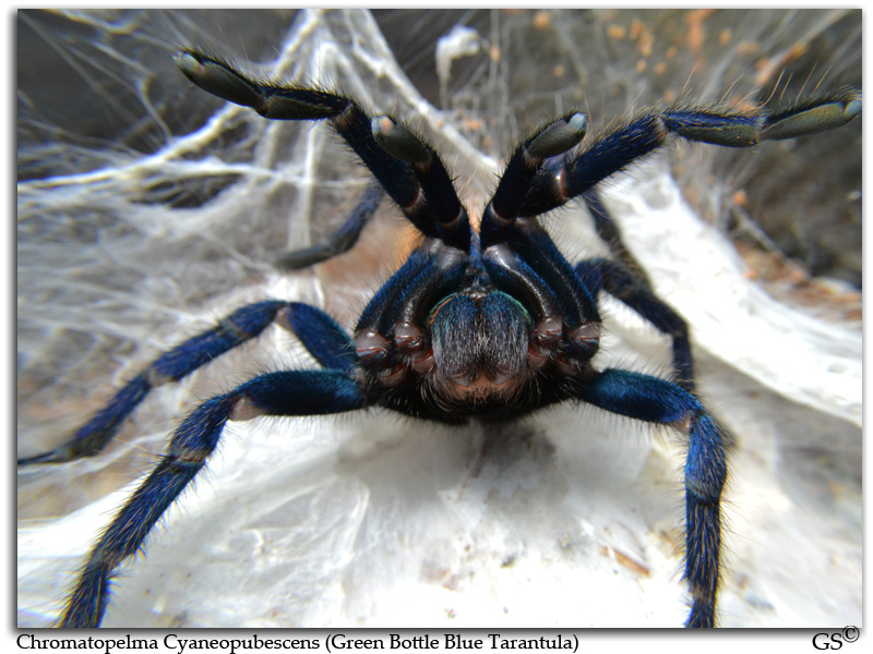 Chromatopelma Cyaneopubescens