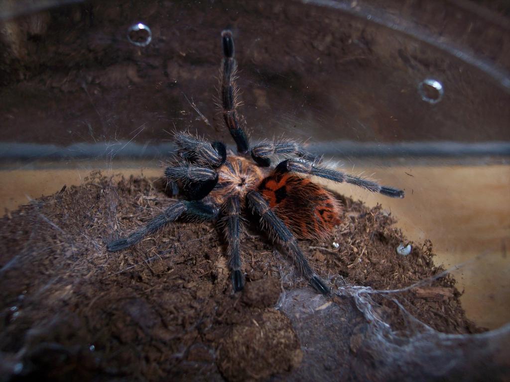 Chromatopelma cyaneopubescens