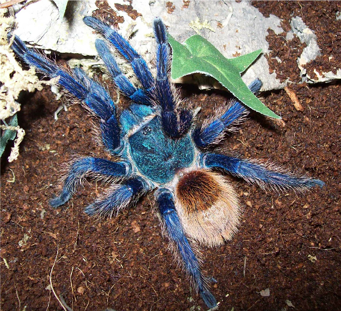 Chromatopelma cyaneopubescens