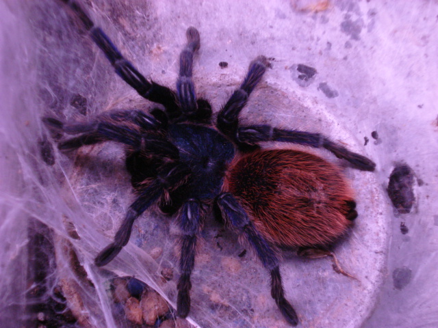 Chromatopelma cyaneopubescens