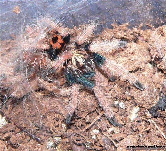 Chromatopelma cyaneopubescens