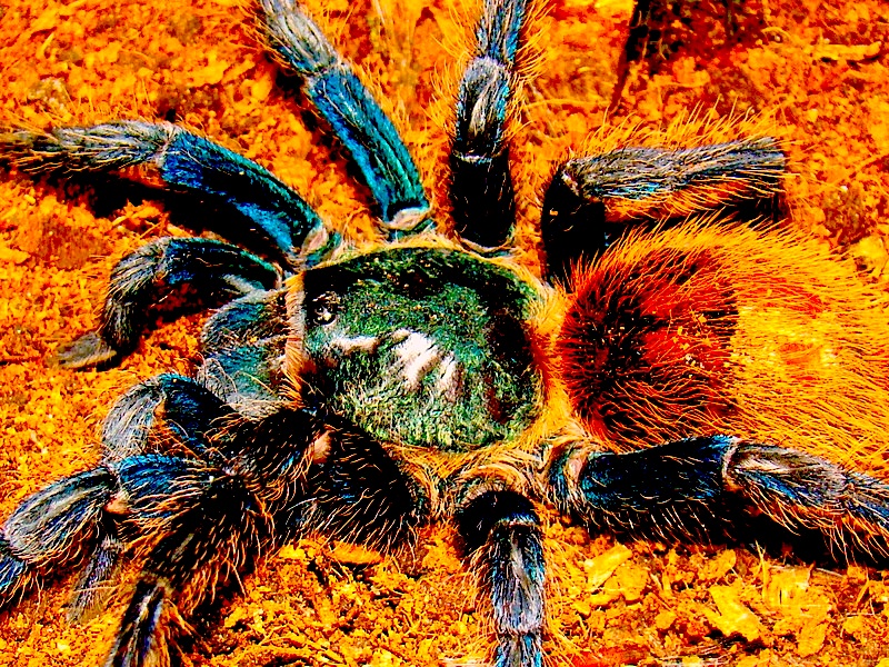 Chromatopelma cyaneopubescens