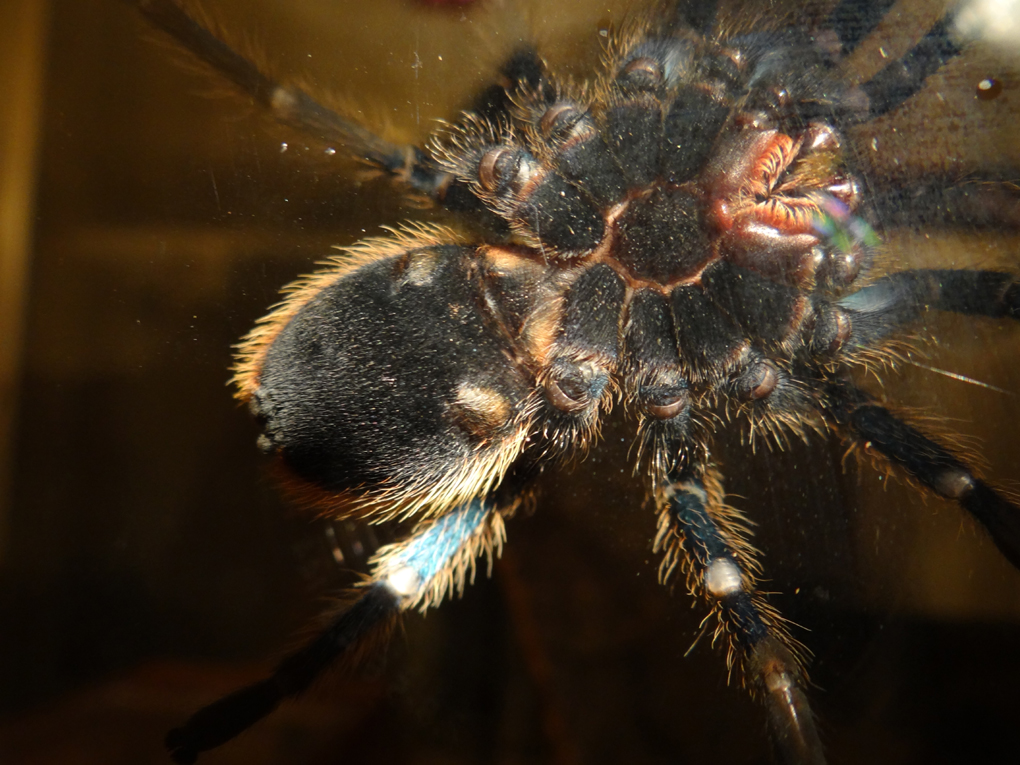 Chromatopelma Cyaneopubescens