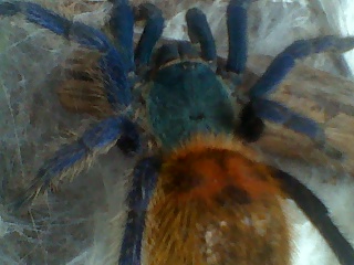 Chromatopelma cyaneopubescens