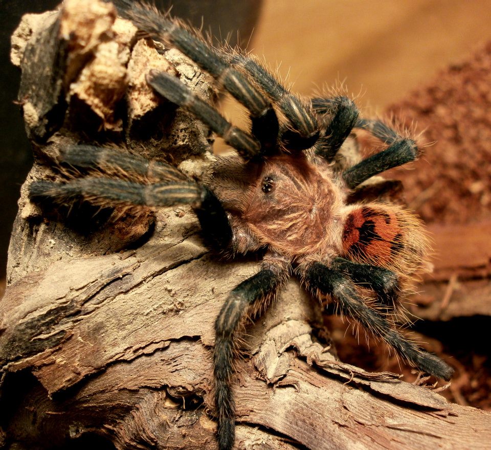 Chromatopelma Cyaneopubescens | Arachnoboards