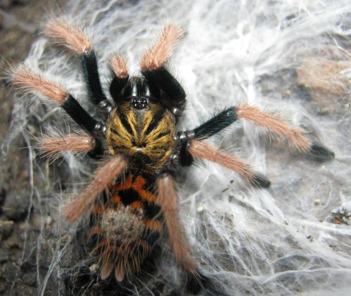 Chromatopelma cyaneopubescens