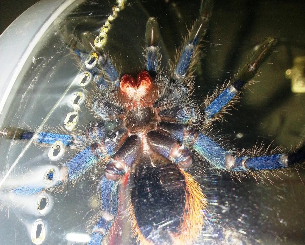 Chromatopelma cyaneopubescens