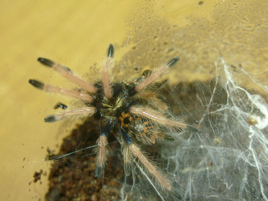 Chromatopelma cyaneopubescens