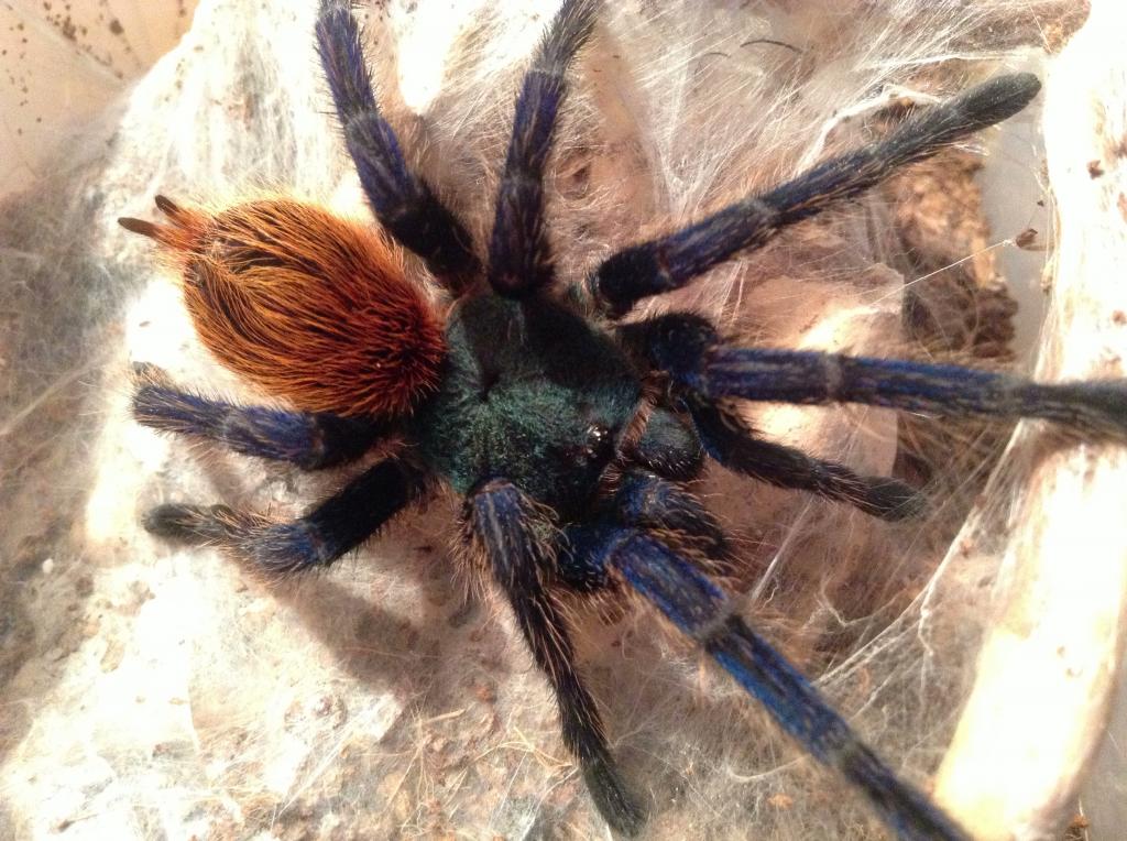 Chromatopelma cyaneopubescens