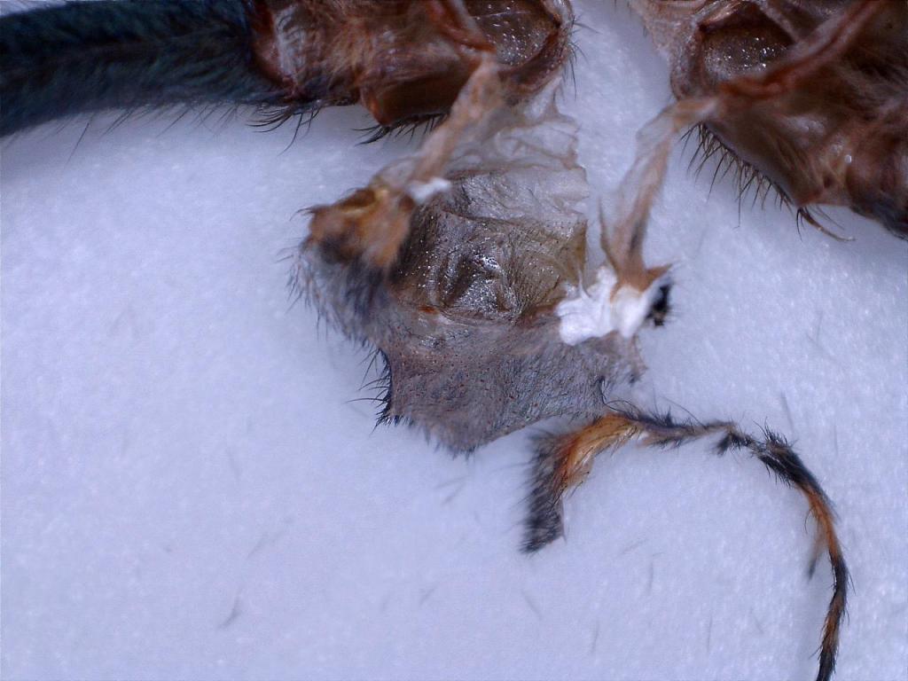 Chromatopelma cyaneopubescens