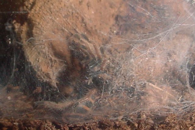 Chromatopelma cyaneopubescens