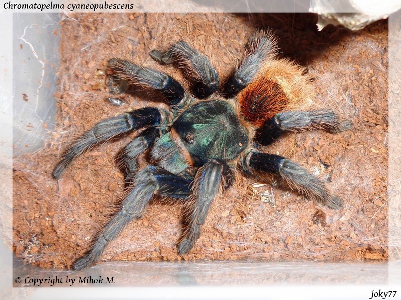 Chromatopelma cyaneopubescens