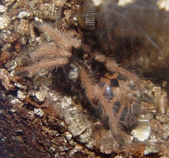 Chromatopelma cyaneopubescens