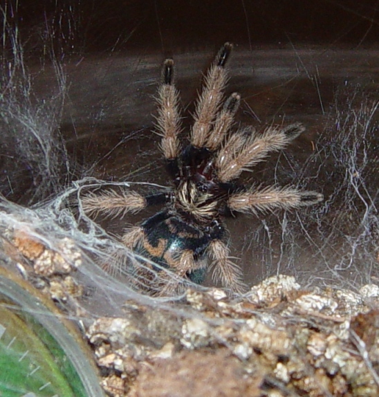 Chromatopelma cyaneopubescens