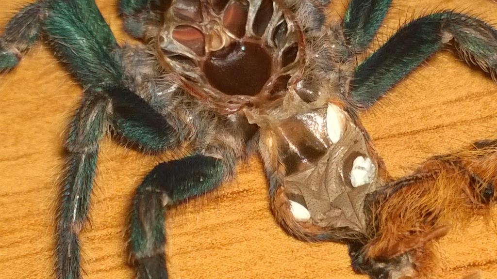 Chromatopelma cyaneopubescens