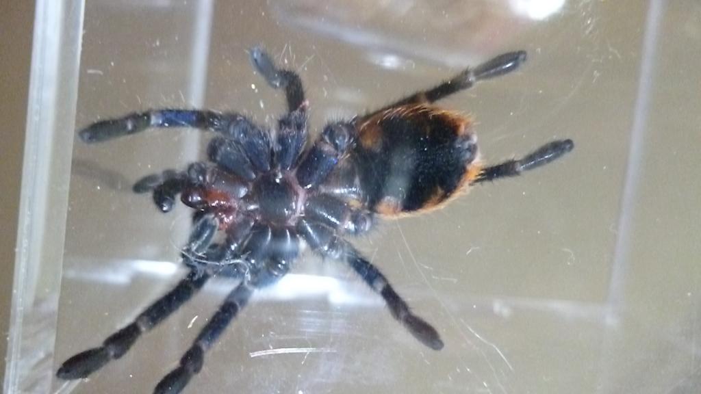 Chromatopelma cyaneopubescens