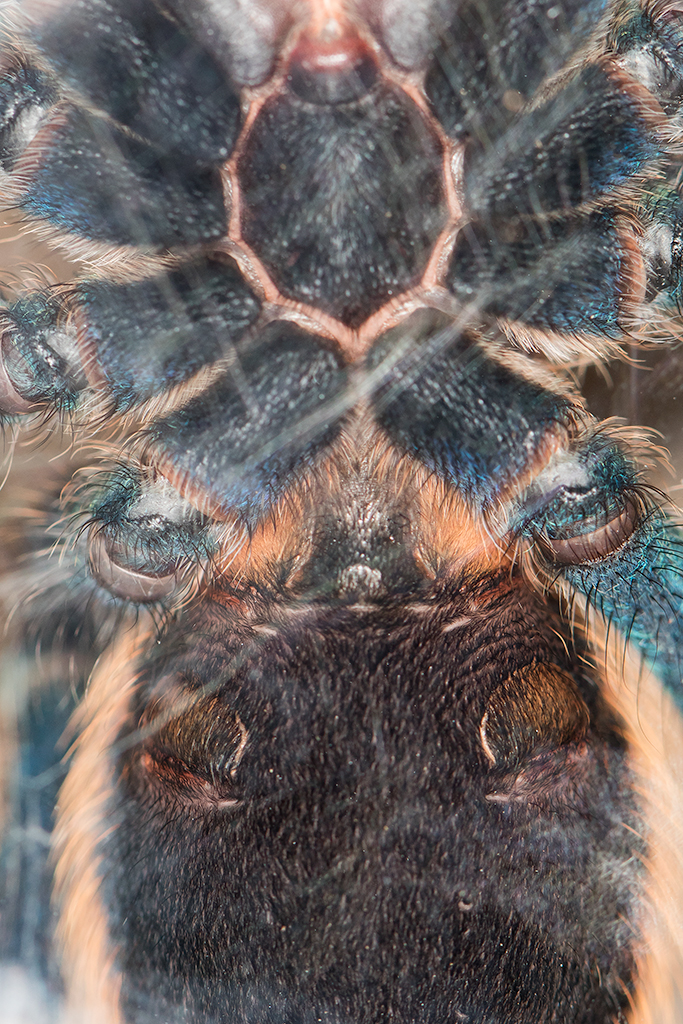 Chromatopelma cyaneopubescens