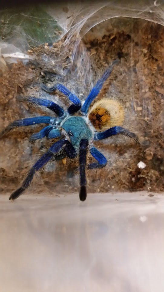 Chromatopelma cyaneopubescens