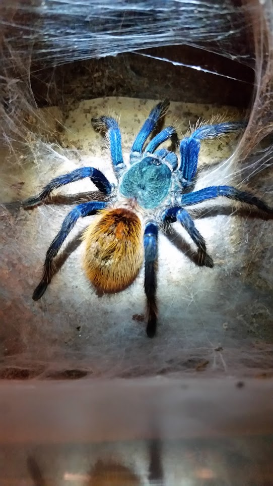 Chromatopelma cyaneopubescens