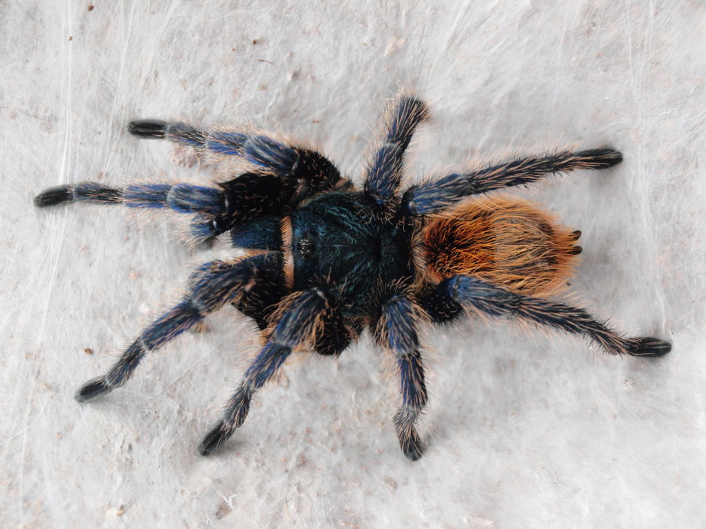 Chromatopelma cyaneopubescens