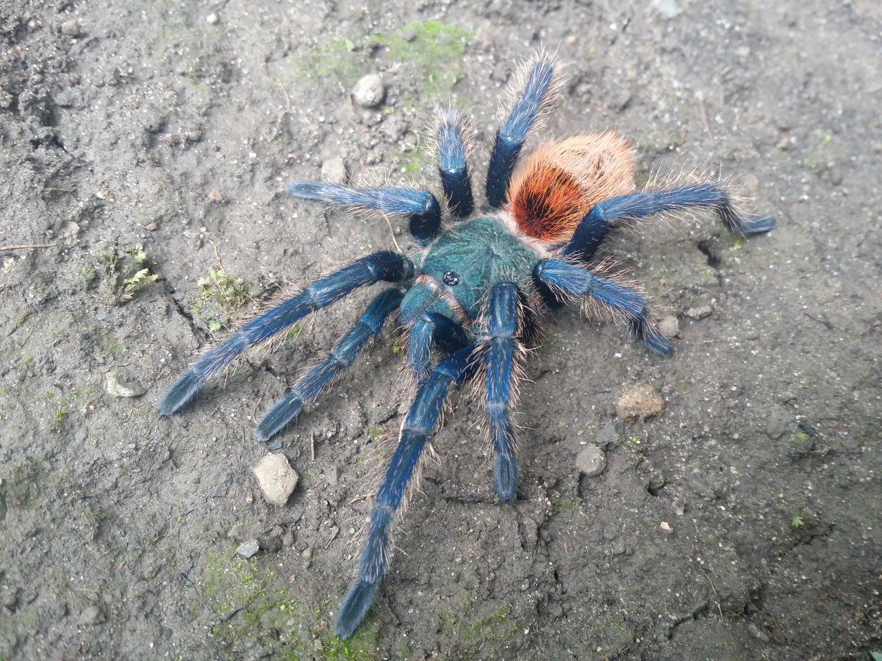 Chromatopelma cyaneopubescens