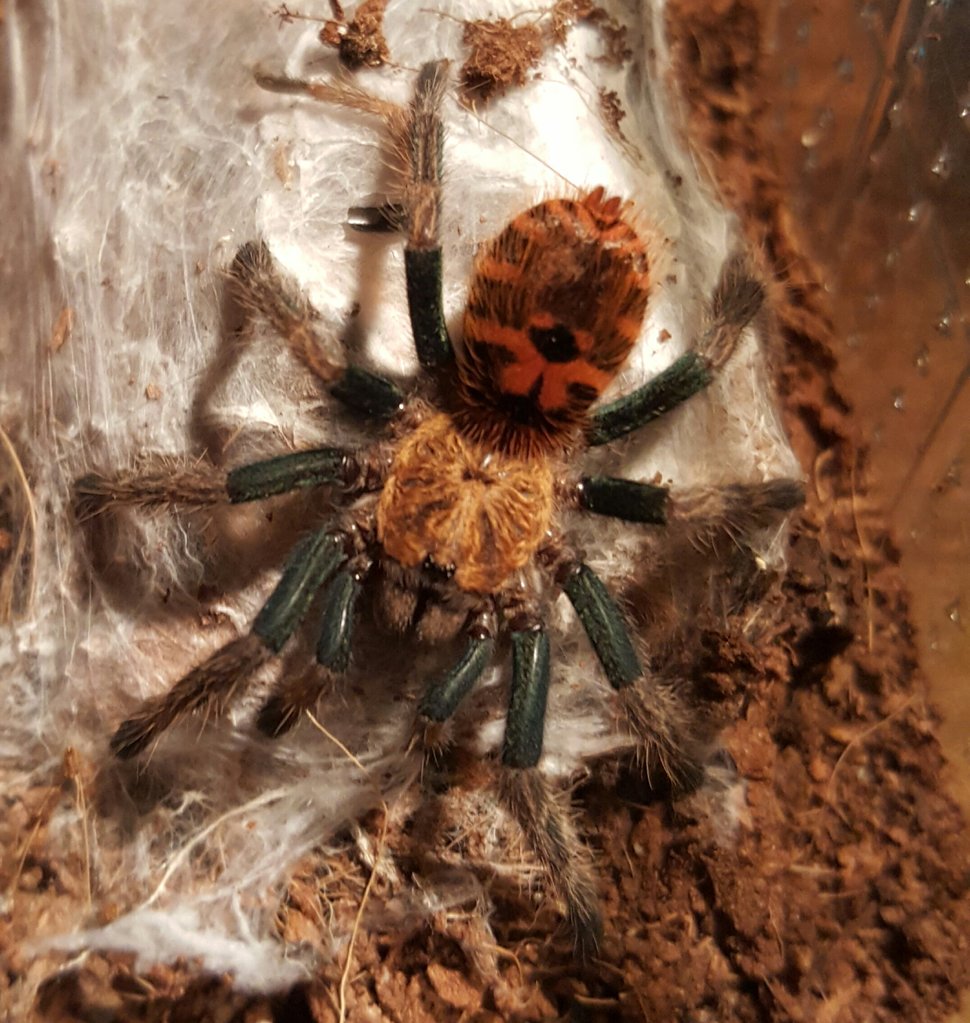 Chromatopelma cyaneopubescens