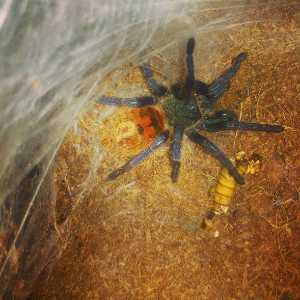 chromatopelma cyaneopubescens