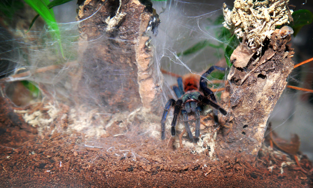 Chromatopelma cyaneopubescens