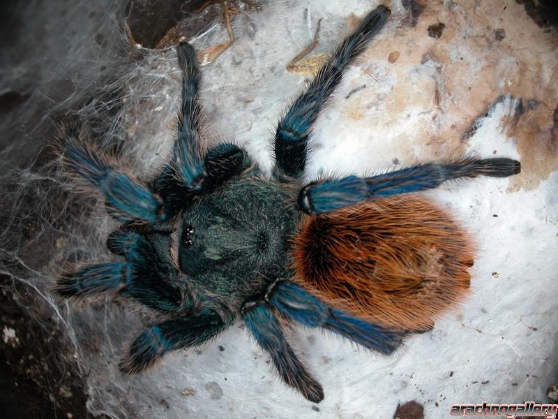 Chromatopelma cyaneopubescens