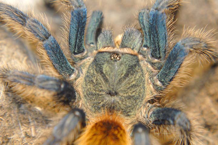 Chromatopelma cyaneopubescens