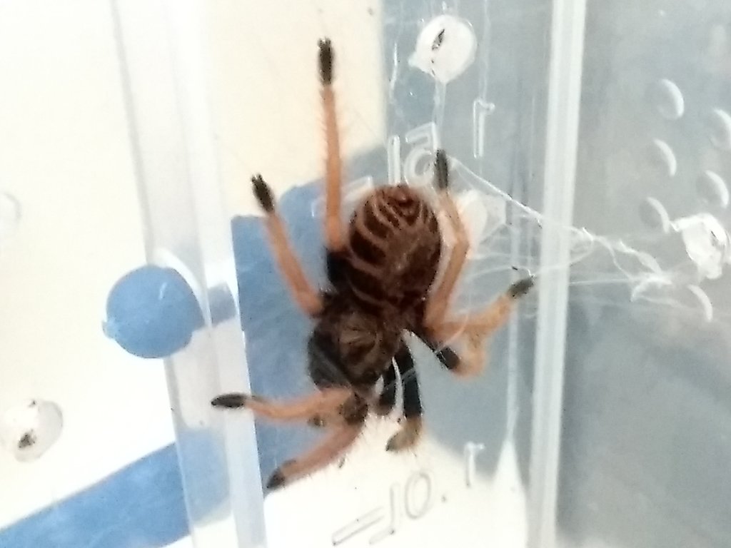 Chromatopelma cyaneopubescens