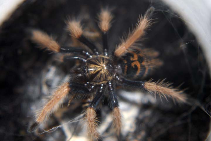 Chromatopelma cyaneopubescens