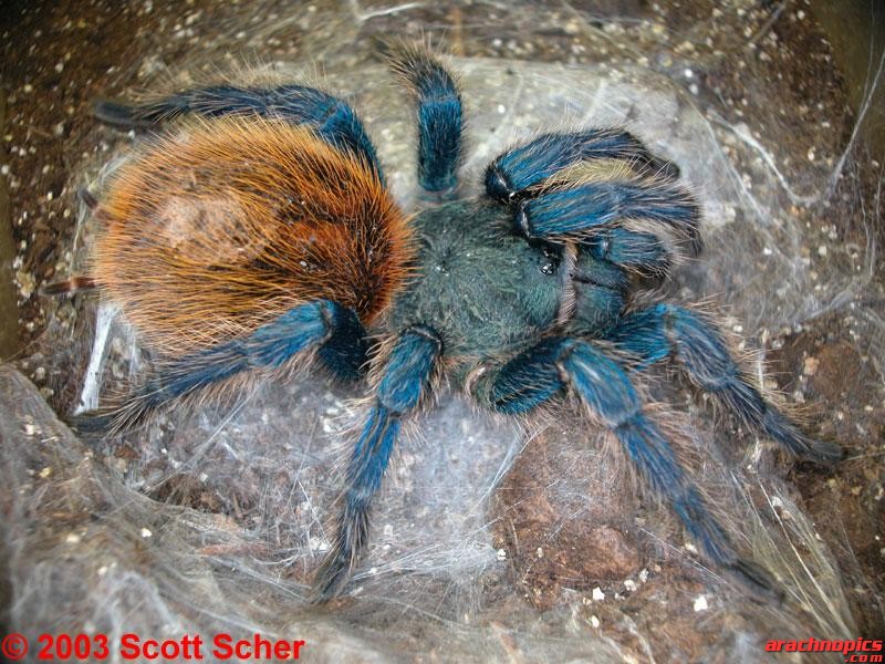 Chromatopelma cyaneopubescens