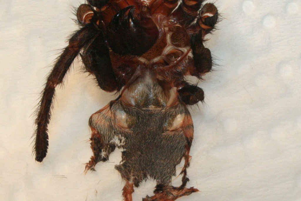 Chromatopelma Cyaneopubescens