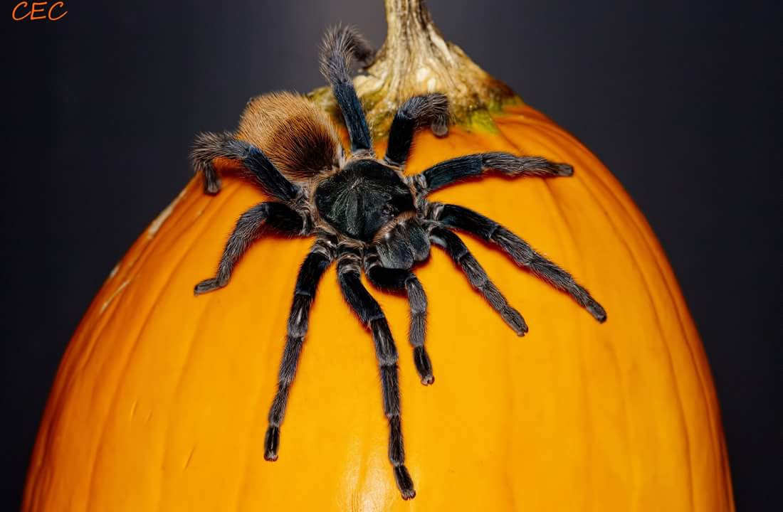 Chromatopelma cyaneopubescens